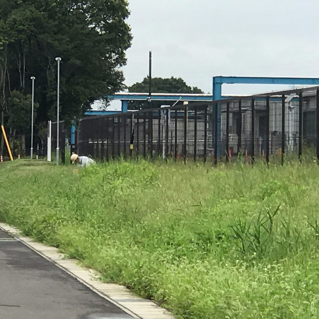 除草作業前